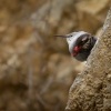 Zednicek skalni - Tichodroma muraria - Wallcreeper 5753